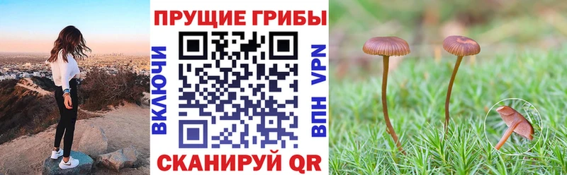 Псилоцибиновые грибы Psilocybine cubensis  Улан-Удэ 